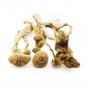 Albino A+ Dried Shrooms