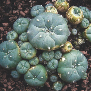 Peyote Cactus